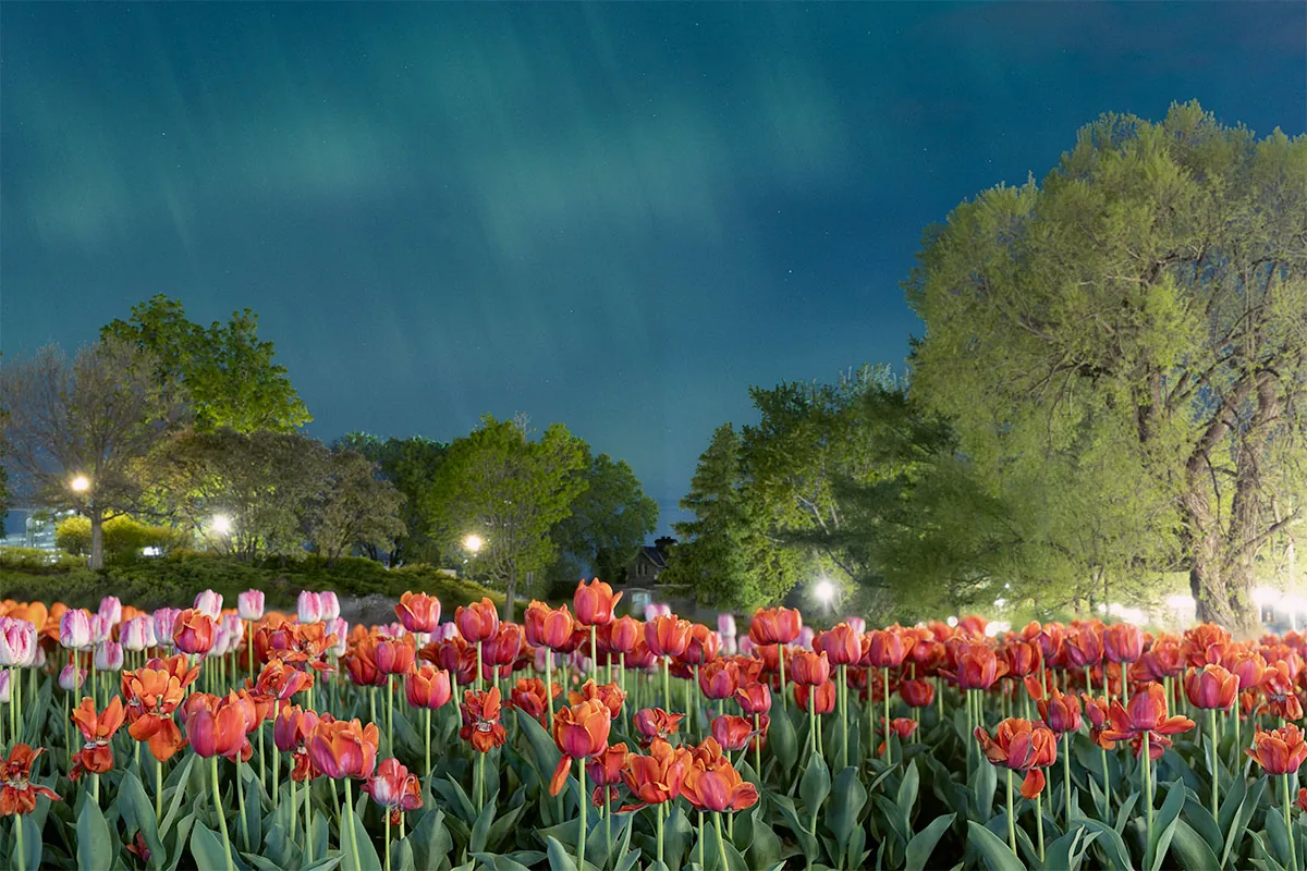 Tulips at Commissioner's Park composited with aurora borealis, Ottawa Tulip Festival