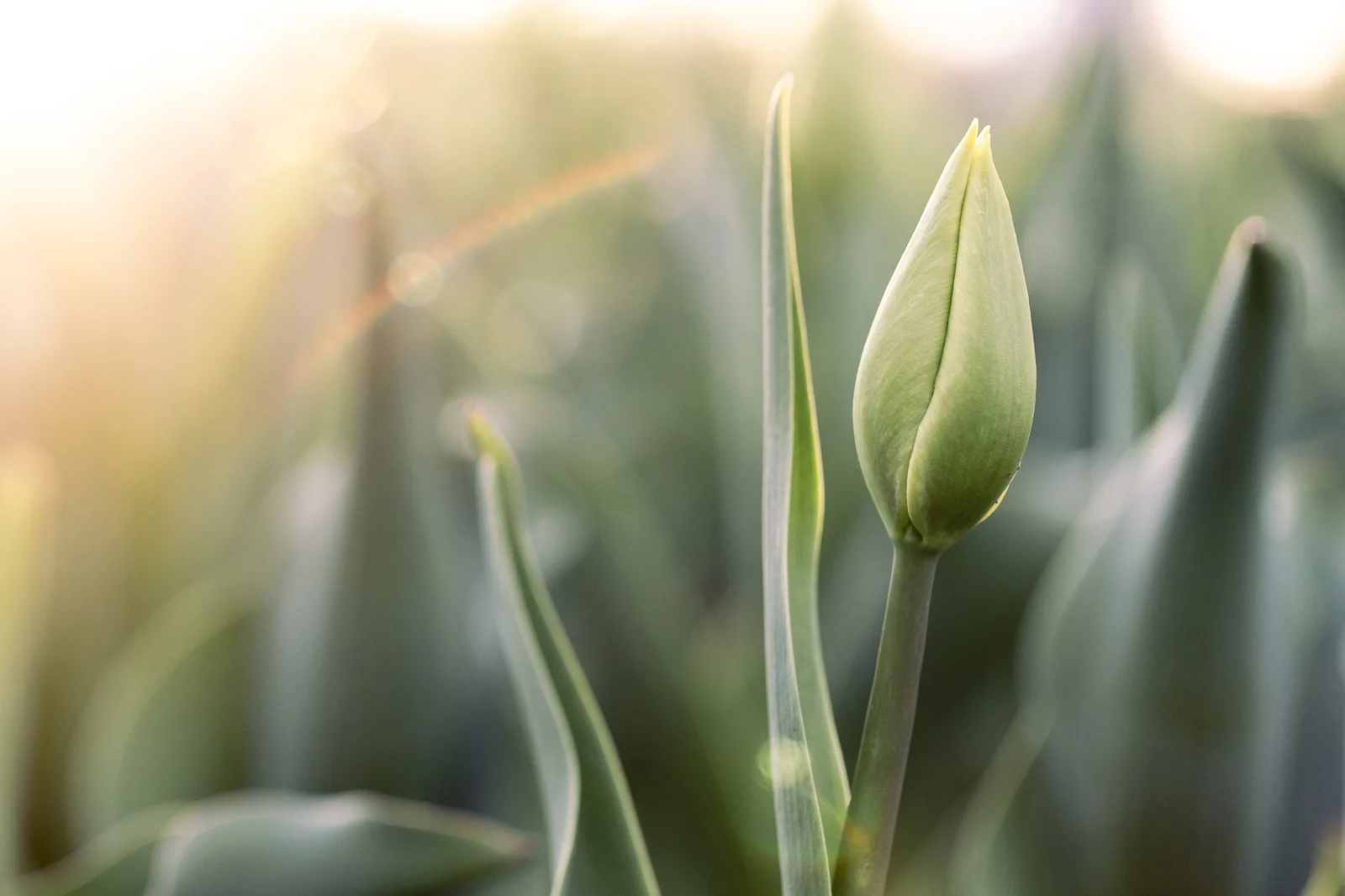 Closed tulip bud at the Ottawa Tulip Festival before peak bloom, early morning light
